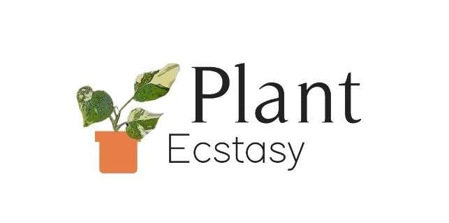 Plant Ecstasy